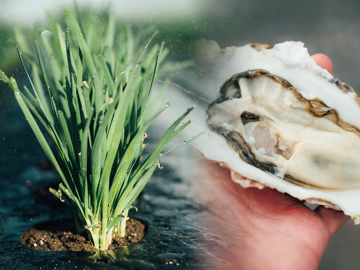 【お試し】北海道食べる通信（2026年春号）